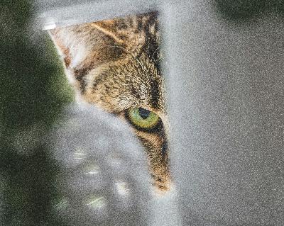 The potential changes which will affect rescue animals