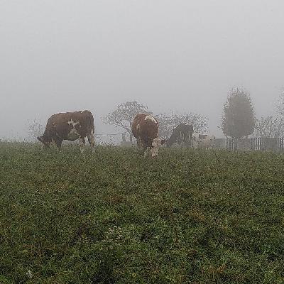 Cows grazing in the fog, Cerro, on the Lessini Mountains, North of Verona, Italy in late November 2025 – by Davide Erbogasto Cows grazing in the fog, Cerro, on the Lessini Mountains, North of Verona, Italy in late November 2025 – by Davide Erbogasto