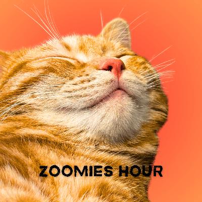 #010　トモミ家ドアクラッシュ事件！その時猫たちは・・・