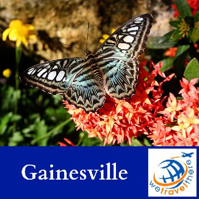 Gainesville, FL | Butterfly Rainforest, Devil's Millhopper & Ichetucknee Springs