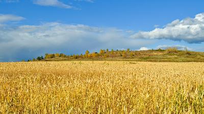 Ленивое счастье