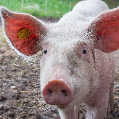 N5 Philosophy - Higher and Lower Pleasures N5 Philosophy - Higher and Lower Pleasures