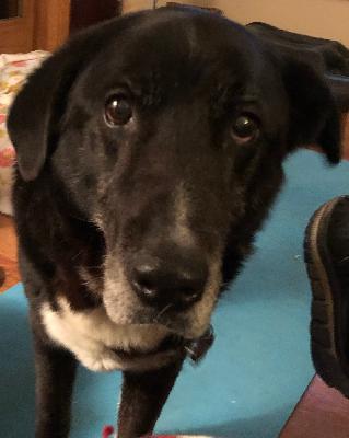 Getting our dog to Portugal