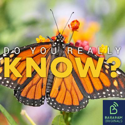 What is the butterfly effect and how does it affect our lives?