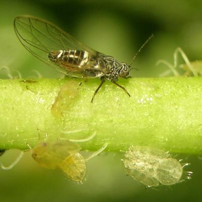 Bactericera cockerelli (Paratrioza): Introducción