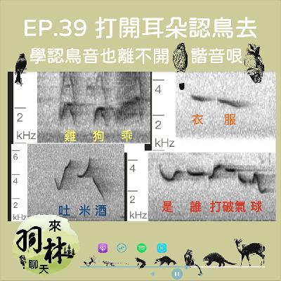 來羽林聊天 EP.39 吐米酒、衣服、雞狗乖、是誰打破氣球/學認鳥音居然也逃不過台灣人最愛的諧音哏？ ft. 呂翊維 中華鳥會秘書長