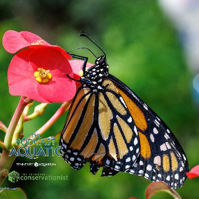 The Royal Majesty of Monarch Butterflies