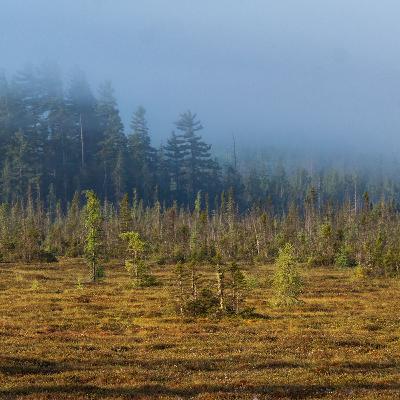 Dawn Chorus at Spring Pond Bog