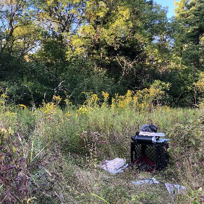 Ep. 273 : Canada Goldenrod