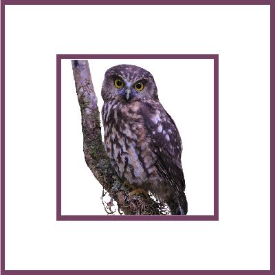 {Podcast} a human and owl body, formed of feather, blood, and bone {Podcast} a human and owl body, formed of feather, blood, and bone