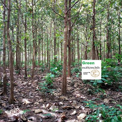 DE PONGAMIABOOM - EEN GROENE INVESTERING