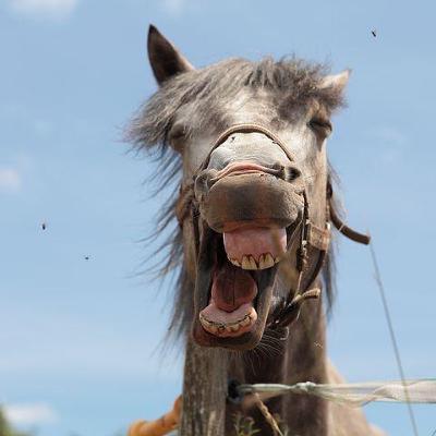 Miisa ja Veera: mitä isot edellä, sitä pienet perässä...