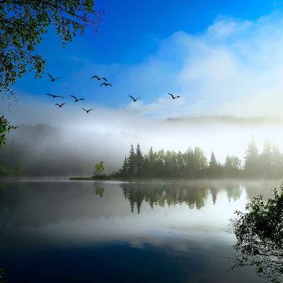 Det verkliga naturljudet 🌲🌲 Det verkliga naturljudet 🌲🌲