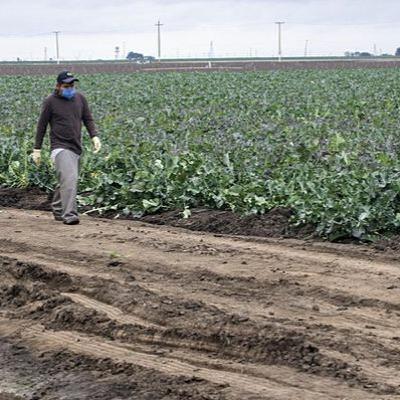Getting Through Coronavirus, Explained: The Food Supply Chain Breakdown