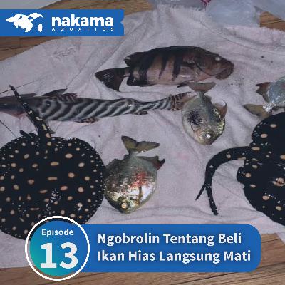 Eps 13 : "Ngobrolin Tentang Beli Ikan Hias Langsung Mati" Eps 13 : "Ngobrolin Tentang Beli Ikan Hias Langsung Mati"