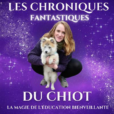 45. Noël sans stress : protéger son chien des pièges des fêtes