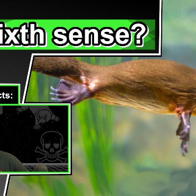 10 Cool Facts about Playtpuses 10 Cool Facts about Playtpuses