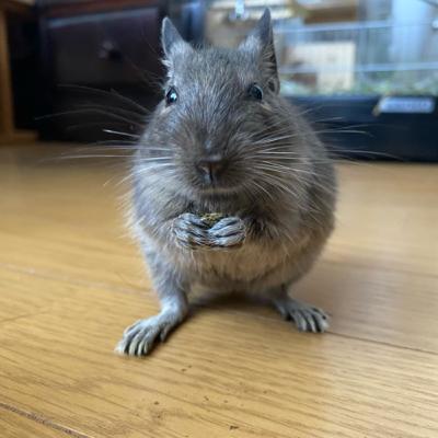 #6 僕が飼っているペットについて