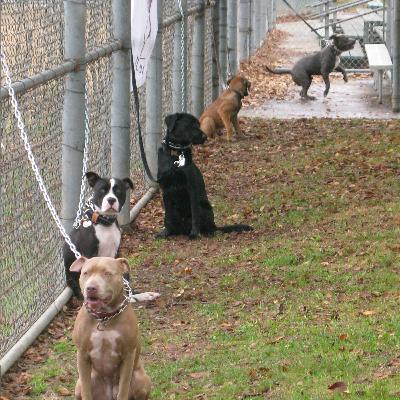 pitbulls and people who love them