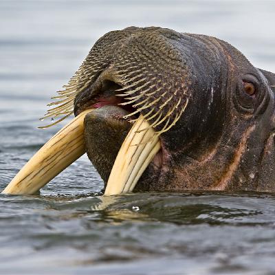 Svalbard - Expedition Cruising in the High Arctic with Wildlife Photographer - Andy Rouse