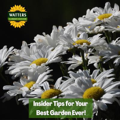 🎙️Welcome to Episode 26 – 9 of The Mountain Gardener Podcast with Ken and Lisa Watters- Lain!