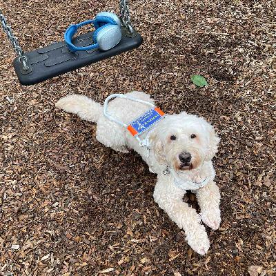 Was ist ein Blindenführhund? Was ist ein Blindenführhund?