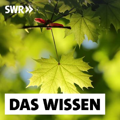 Mehr Grün! – Wie Bäume Stadtklima und Lebensqualität verbessern