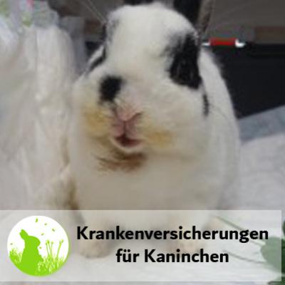 Tierkrankenversicherungen für Kaninchen?