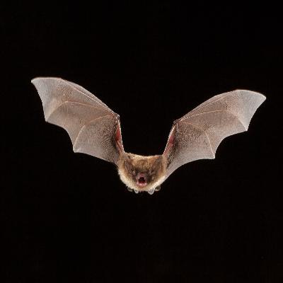 Episode 5 - Fantastic facts about bats (Halloween Special)
