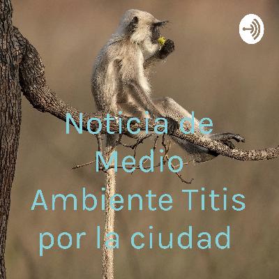 Monos Titis circulan por la ciudad de Medellín.