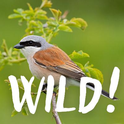 Liebesgesang und Todesschrei: die Sommervögel – mit Manuel Tacke (NAJU)