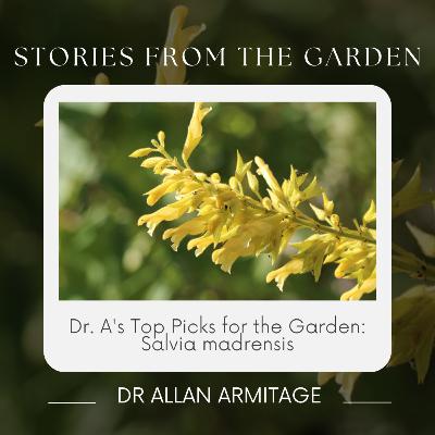 Dr. A's Top Picks for the Garden: Salvia madrensis