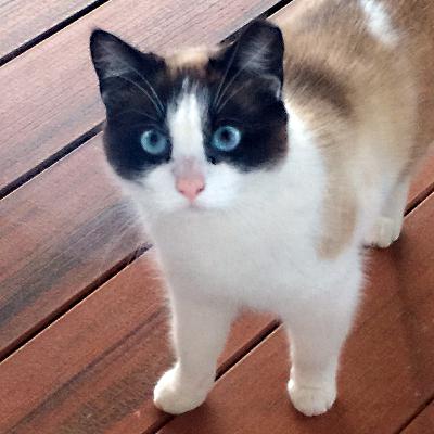 What Your Cat is Telling You