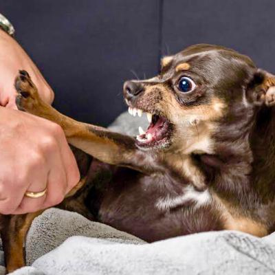 Agresividad en perros y gatos Agresividad en perros y gatos