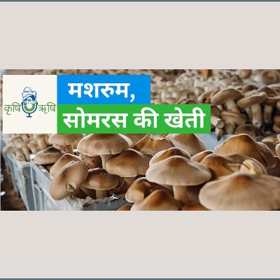 Magic of Mushroom - Less Space, More Profit