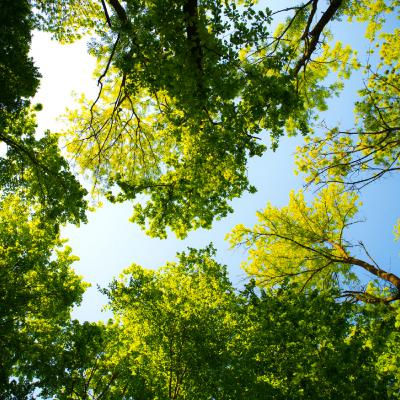 5 Things You DON'T Know About Pinecrest