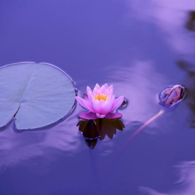 Mindful Yoga Nidra