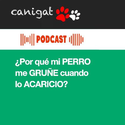 134 - ¿Por qué mi PERRO me GRUÑE cuando lo ACARICIO?