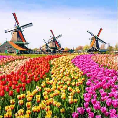 The Netherlands and their Drug Policies and Laws