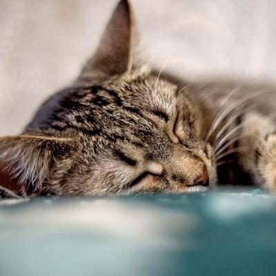 48 Minutes of Deep Sleep Music for Nervous System Repair & Nighttime Clearing
