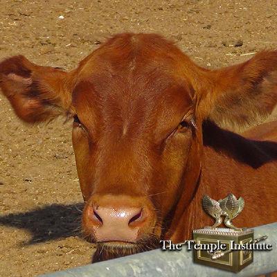 #38 End Times and THE RED HEIFER #38 End Times and THE RED HEIFER