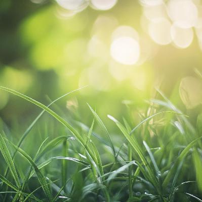 The Hidden Lamp: Lingzhao's Shining Grasses