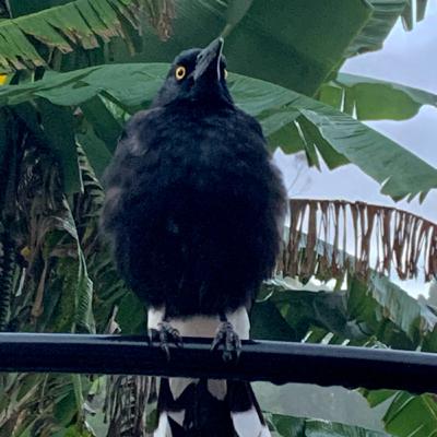 Chirping crickets, bleating frogs, Currawong and wrens welcome the overcast cool autumn day