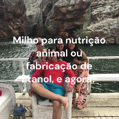 milho para nutrição animal ou fabricação de etanol, e agora?