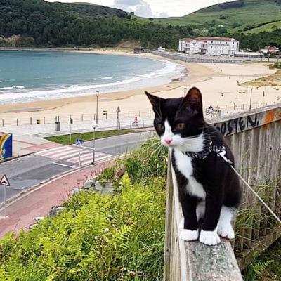 2- Poniendo el arnés, conociendo la furgoneta