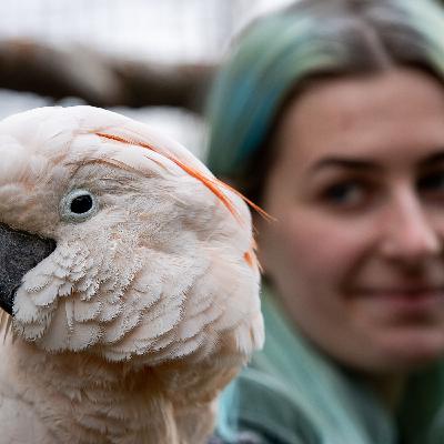 Abby Crake - Celebrating 50 years of the Bird Garden - Rare Birds