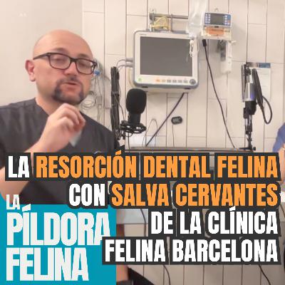 601. La RESORCIÓN DENTAL FELINA con SALVA CERVANTES de La Clínica Felina Barcelona