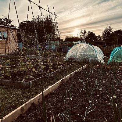 Growing Together - Mid June 2024: Allotment updates & gardening wisdom from the dads