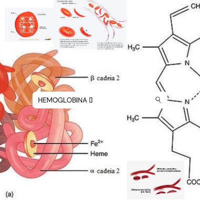 Hemoglobina