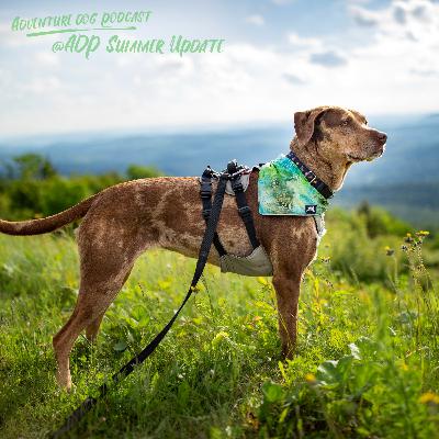 Adventure Dog Podcast Summer Update